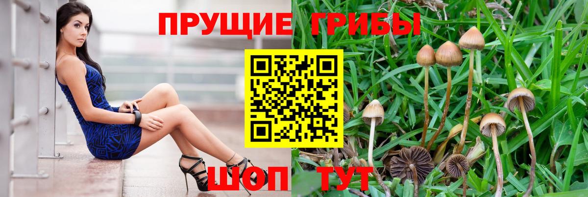 Березники  Псилоцибиновые грибы Psilocybine cubensis  Вход с VPN 